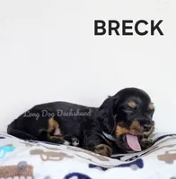 BRECK AKC, a male Miniature Dachshund for sale in Thornton, CO – 3 of 10