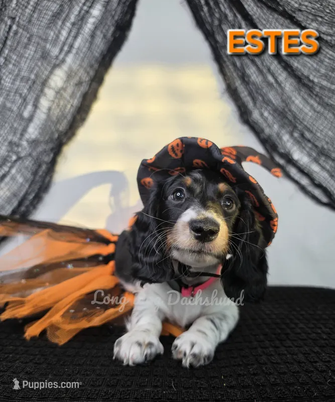 ESTES AKC – Miniature Dachshund puppy for sale in Thornton, CO