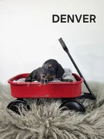 DENVER AKC, a male Miniature Dachshund for sale in Thornton, CO – 6 of 9