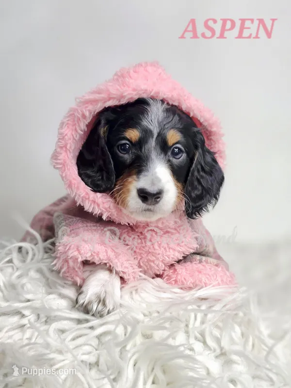 ASPEN AKC – Miniature Dachshund puppy for sale in Thornton, CO