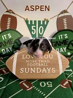 ASPEN AKC, a female Miniature Dachshund for sale in Thornton, CO – 3 of 9