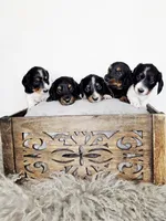 DENVER AKC, a male Miniature Dachshund for sale in Thornton, CO – 3 of 9