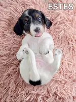 ESTES AKC, a female Miniature Dachshund for sale in Thornton, CO – 2 of 10