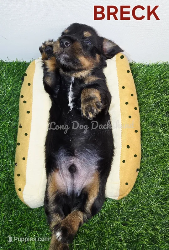 BRECK AKC – Miniature Dachshund puppy for sale in Thornton, CO