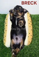BRECK AKC, a male Miniature Dachshund for sale in Thornton, CO – 1 of 10