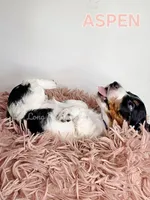 ESTES AKC, a female Miniature Dachshund for sale in Thornton, CO – 4 of 10