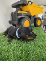 BRECK AKC, a male Miniature Dachshund for sale in Thornton, CO – 7 of 10