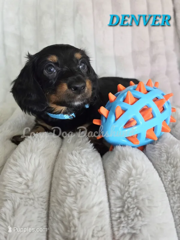 BRECK AKC – Miniature Dachshund puppy for sale in Thornton, CO