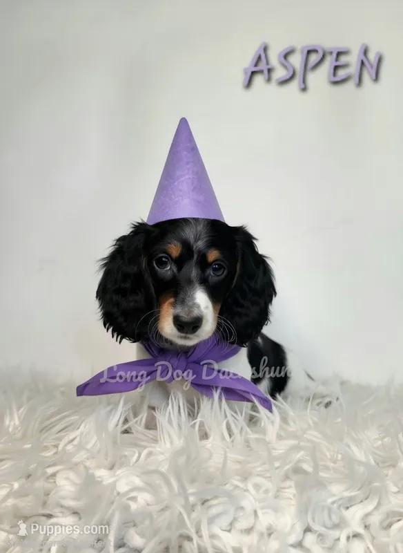 ASPEN AKC – Miniature Dachshund puppy for sale in Thornton, CO