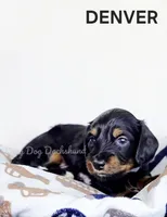 DENVER AKC, a male Miniature Dachshund for sale in Thornton, CO – 2 of 9