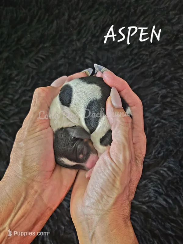 ASPEN AKC – Miniature Dachshund puppy for sale in Thornton, CO