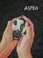 ASPEN AKC, a female Miniature Dachshund for sale in Thornton, CO – 1 of 9