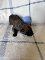 Dark blue collar, a male Belgian Malinois for sale in Highland City, FL – 3 of 3