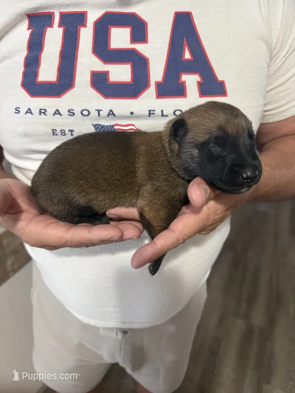 Dark blue collar – Belgian Malinois puppy for sale in Highland City, FL