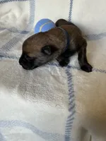 Dark blue collar, a male Belgian Malinois for sale in Highland City, FL – 2 of 3