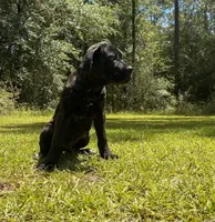 Adonis, a male Cane Corso for sale in Hinesville, GA – 6 of 6