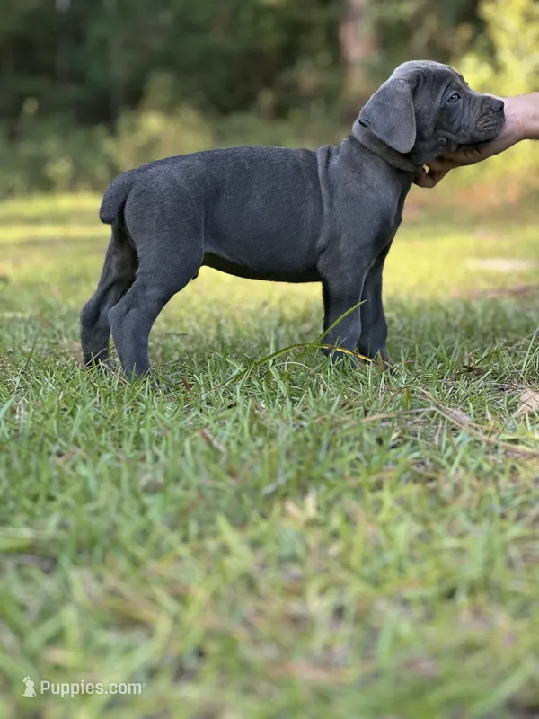 Walker  – Cane Corso puppy for sale in Hinesville, GA