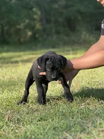 Noir , a female Cane Corso for sale in Hinesville, GA – 2 of 3