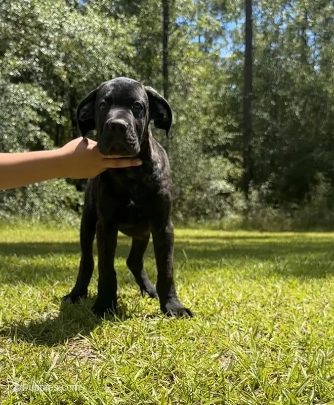 Adonis – Cane Corso puppy for sale in Hinesville, GA