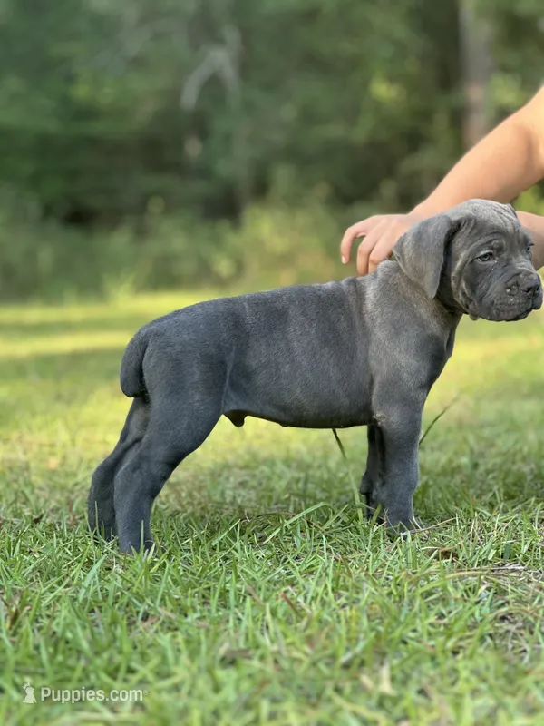 Leroy brown – Cane Corso puppy for sale in Hinesville, GA