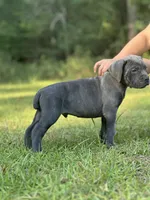 Leroy brown, a male Cane Corso for sale in Hinesville, GA – 1 of 2