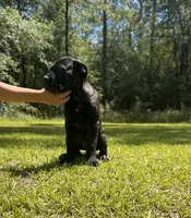 Adonis, a male Cane Corso for sale in Hinesville, GA – 2 of 6