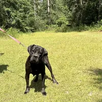 Savannah, a female Cane Corso for sale in Hinesville, GA – 3 of 3
