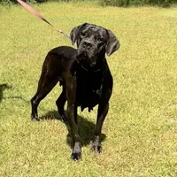 Savannah, a female Cane Corso for sale in Hinesville, GA – 2 of 3
