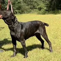 Savannah, a female Cane Corso for sale in Hinesville, GA – 1 of 3