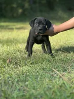 Noir , a female Cane Corso for sale in Hinesville, GA – 1 of 3