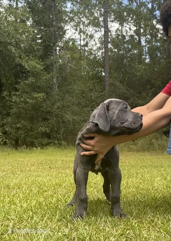 Leroy brown – Cane Corso puppy for sale in Hinesville, GA