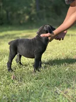 Noir , a female Cane Corso for sale in Hinesville, GA – 3 of 3