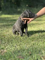 Adonis, a male Cane Corso for sale in Hinesville, GA – 2 of 2