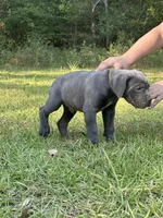 Leroy brown, a male Cane Corso for sale in Hinesville, GA – 2 of 2