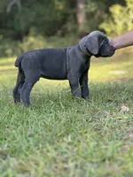 Walker , a male Cane Corso for sale in Hinesville, GA – 2 of 2