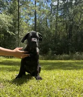 Adonis, a male Cane Corso for sale in Hinesville, GA – 4 of 6