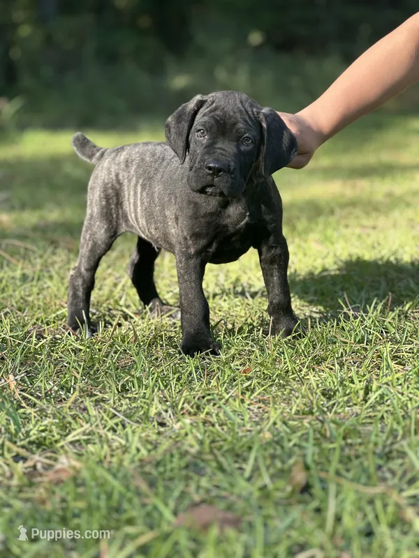 Adonis, a male Cane Corso for sale in Hinesville, GA – 1 of 2