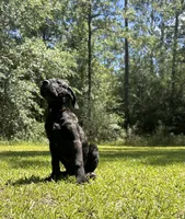 Adonis, a male Cane Corso for sale in Hinesville, GA – 5 of 6
