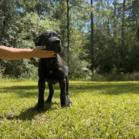 Adonis, a male Cane Corso for sale in Hinesville, GA – 3 of 6