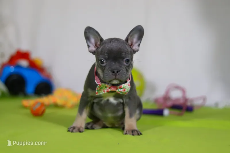Queenie – Frenchton puppy on hold in Millersburg, OH