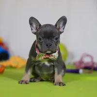 Queenie, a female Frenchton for sale in Millersburg, OH – Photo 1 of 5