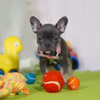 Queenie, a female Frenchton for sale in Millersburg, OH – Photo 4 of 5