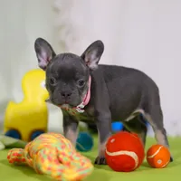 Queenie, a female Frenchton for sale in Millersburg, OH – Photo 5 of 5