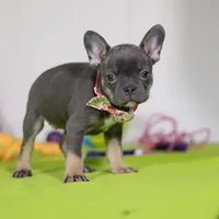 Queenie, a female Frenchton for sale in Millersburg, OH – Photo 2 of 5