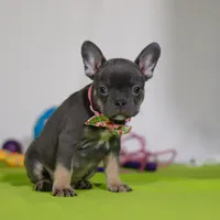 Queenie, a female Frenchton for sale in Millersburg, OH – Photo 3 of 5