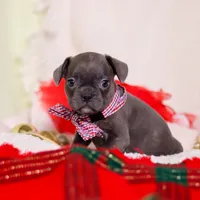 Bert, a male Frenchton for sale in Millersburg, OH – Photo 4 of 4