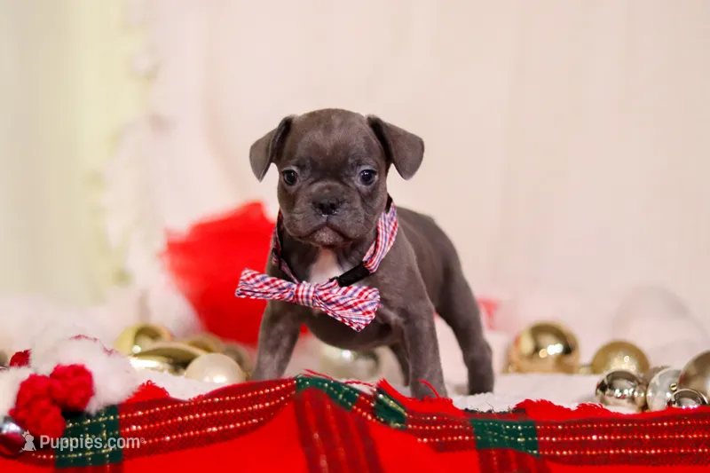 Bert – Frenchton puppy on hold in Millersburg, OH