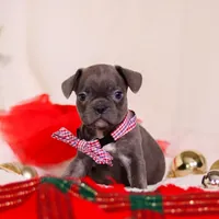 Bert, a male Frenchton for sale in Millersburg, OH – Photo 3 of 4