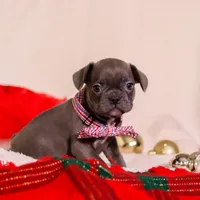 Bert, a male Frenchton for sale in Millersburg, OH – Photo 2 of 4