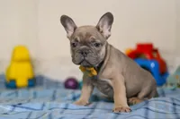 Murphy, a male Frenchton for sale in Millersburg, OH – Photo 3 of 7